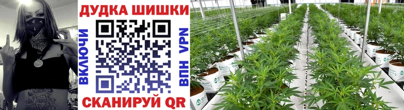 Каннабис OG Kush  Мостовской 